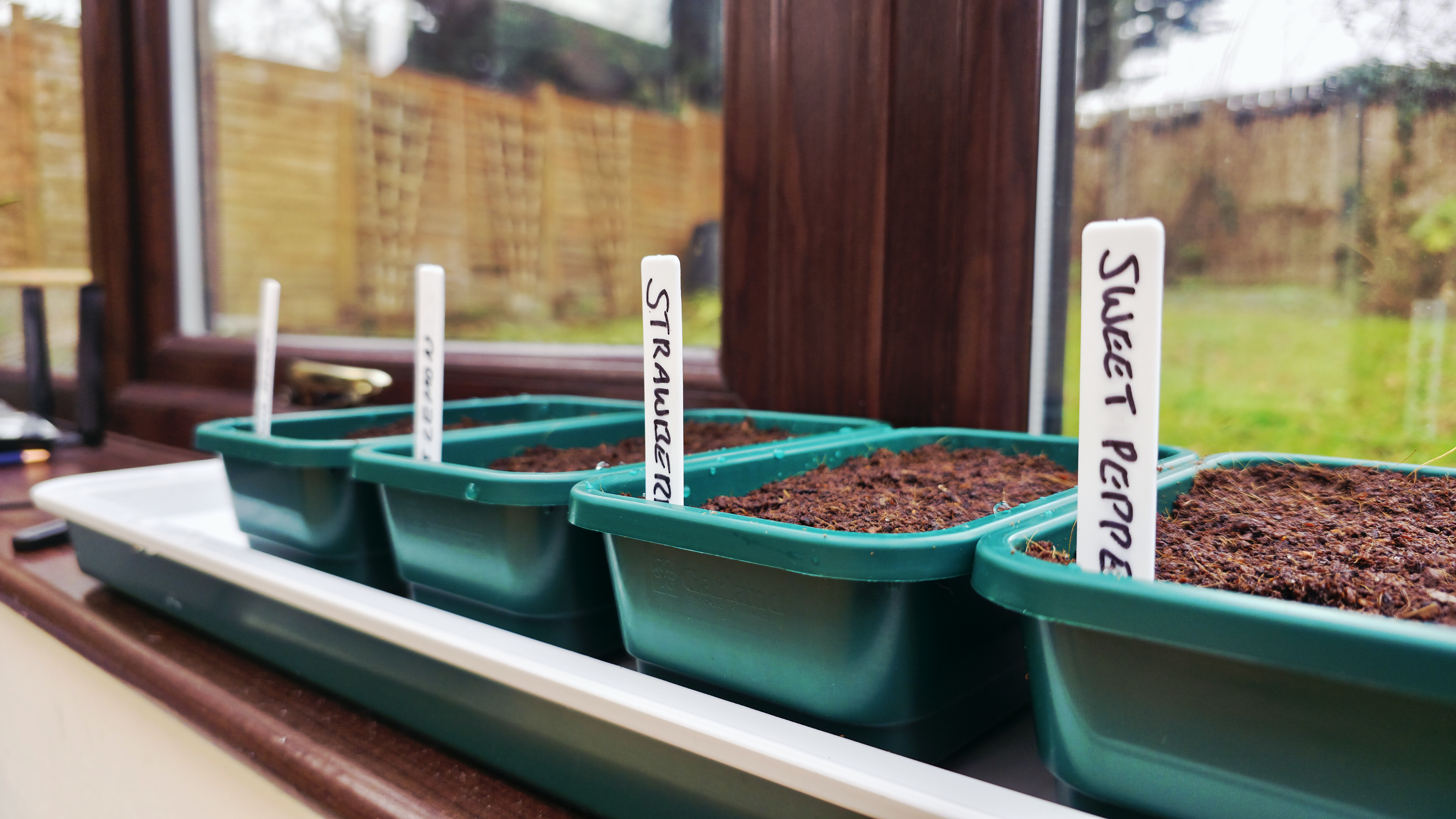 My cold conservatory seed starting setup