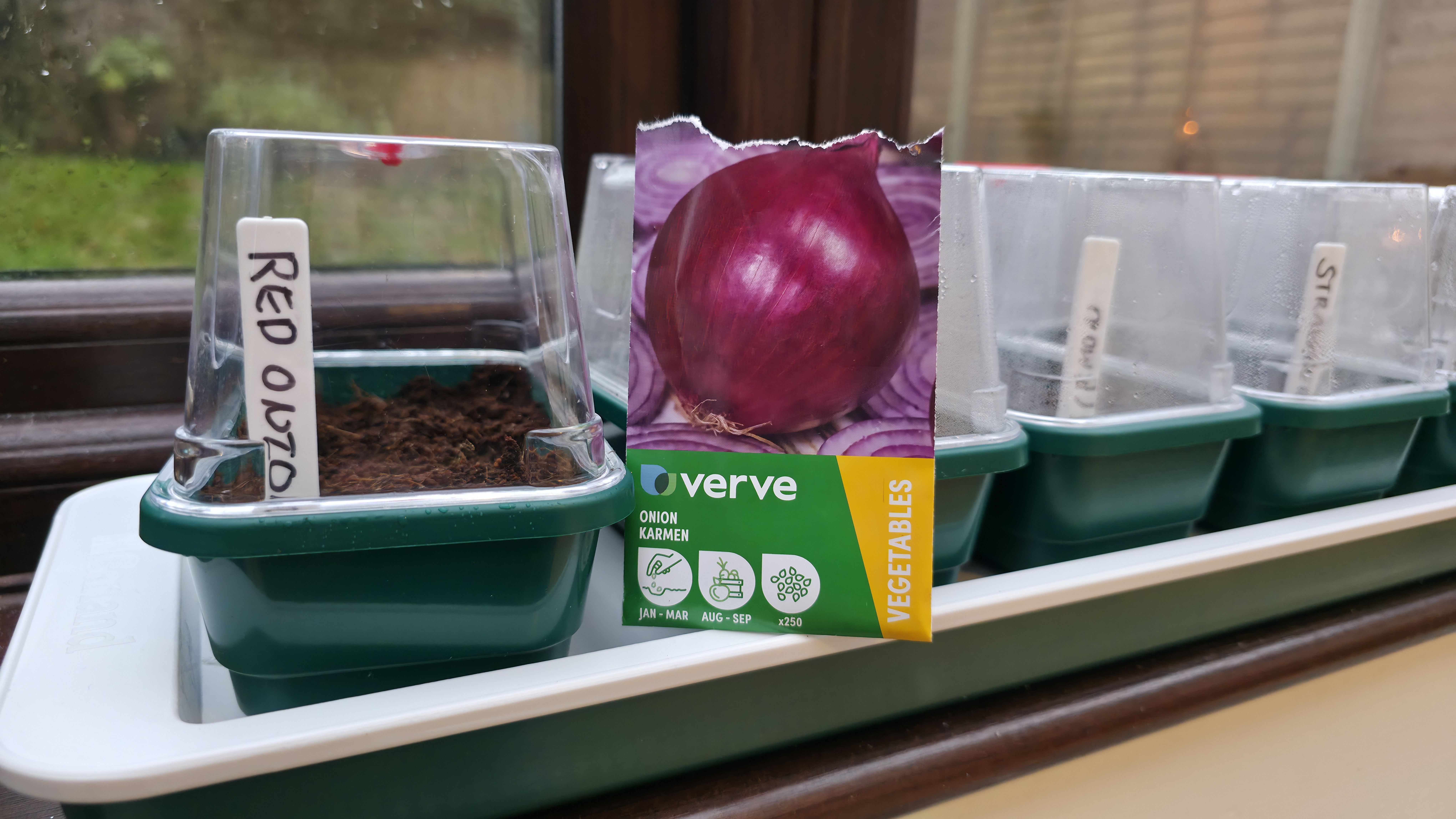 How to sow Onion seeds indoors in the UK