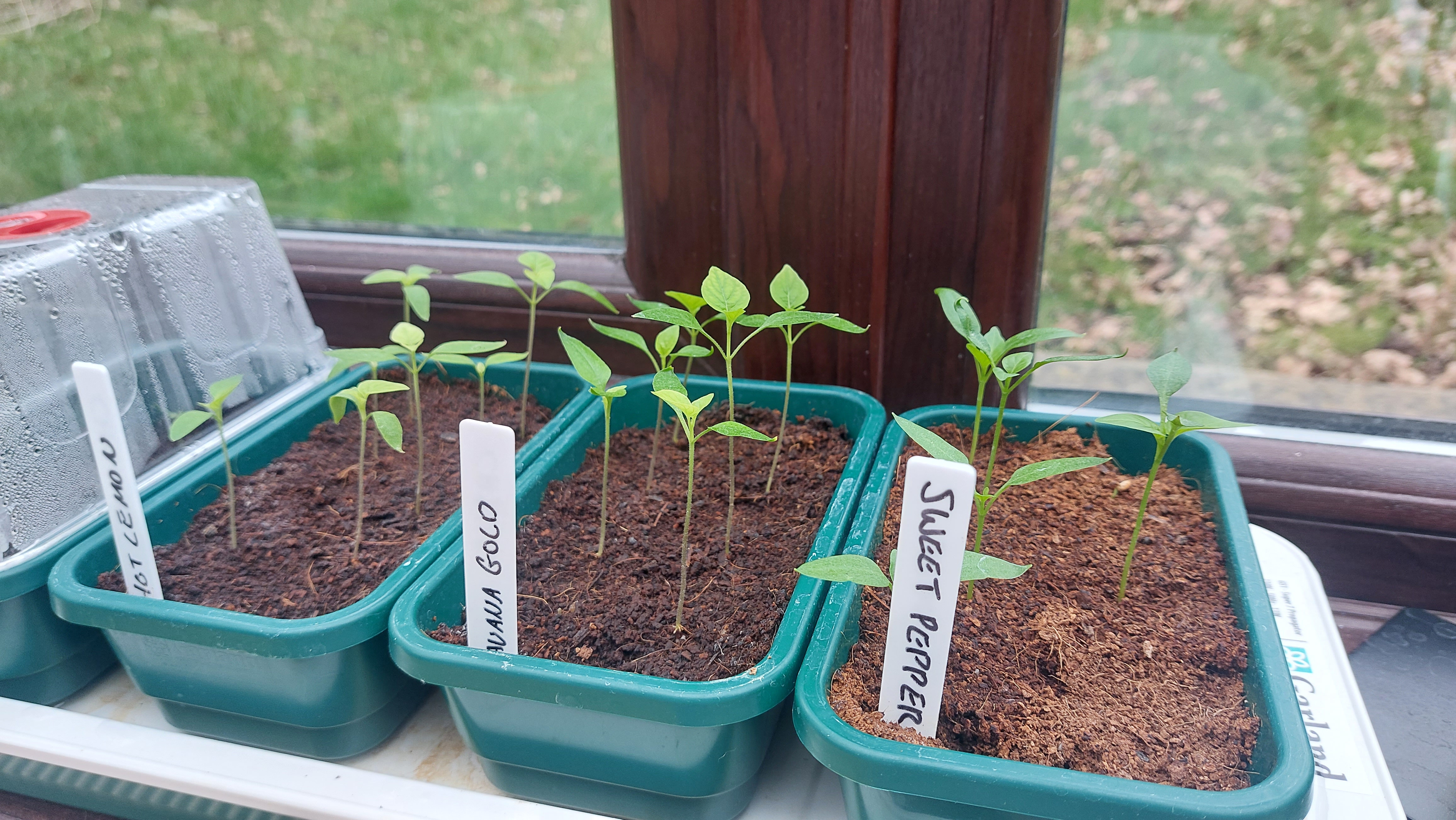 It’s been a month since I sowed my very first seeds!